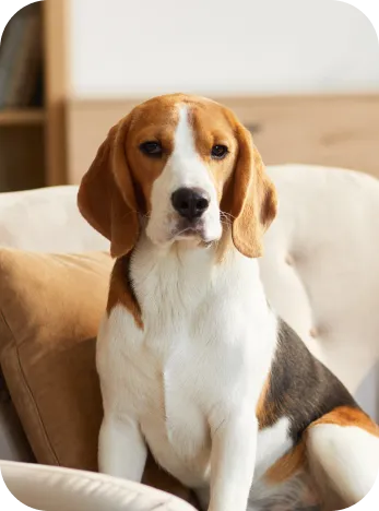 able.digital - Banfield Client image in png